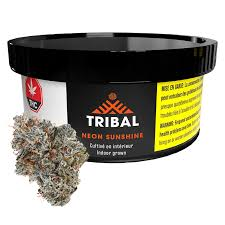 Tribal - Neon Sunshine - 3.5G